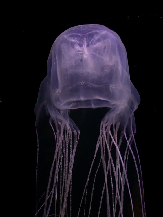 Box jellyfish